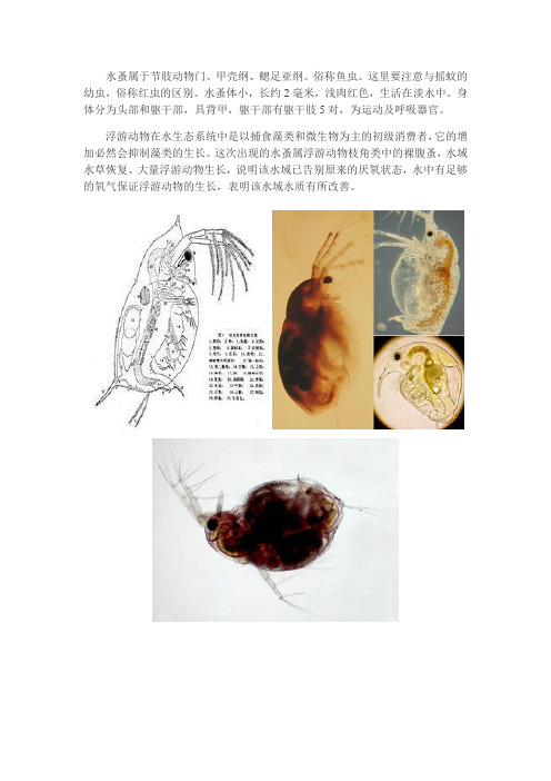 水蚤简介