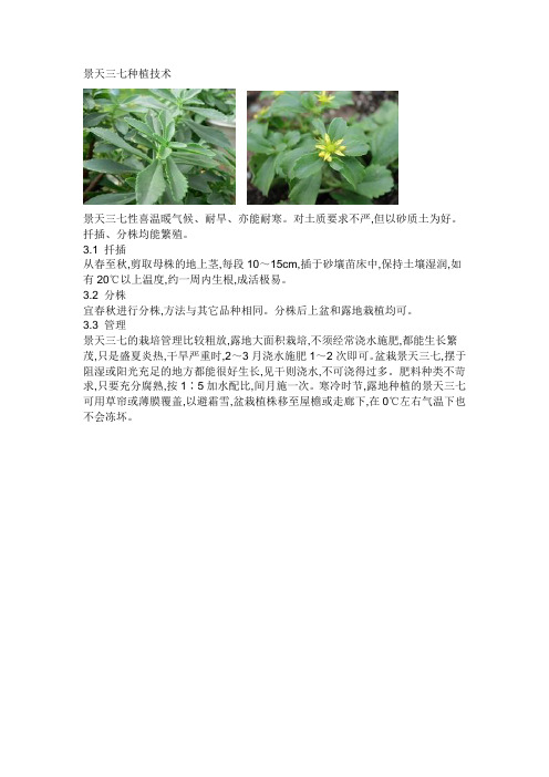 景天三七种植技术
