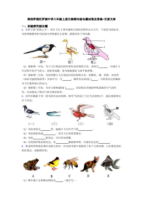 深圳罗湖区罗湖中学八年级上册生物期末综合题试卷及答案-百度文库