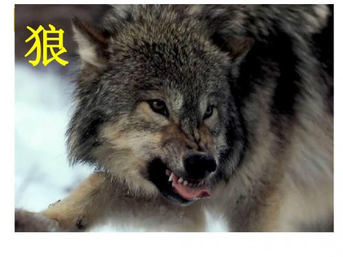 初中语文《狼》(共24张)ppt121