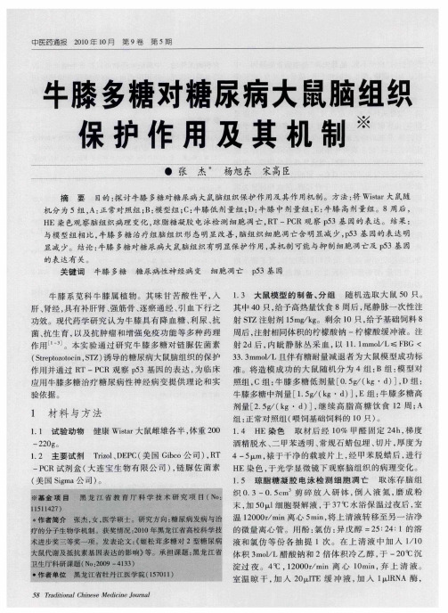 牛膝多糖对糖尿病大鼠脑组织保护作用及其机制