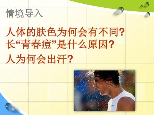 北师大版七年级生物下册4.11.3皮肤与汗液分泌(27张PPT)