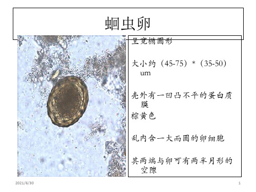 寄生虫学虫卵总结及图片1