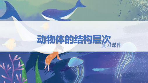 人教版七年级生物上册 《动物体的结构层次》精品复习课件