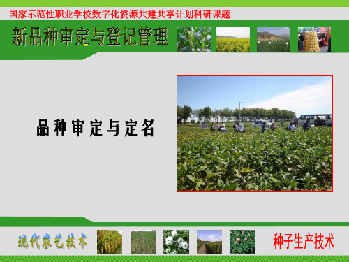 品种审定与定名