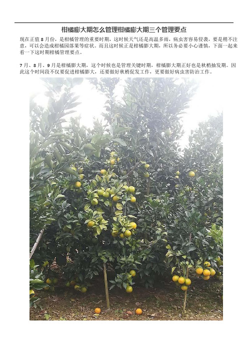 柑橘膨大期怎么管理柑橘膨大期三个管理要点