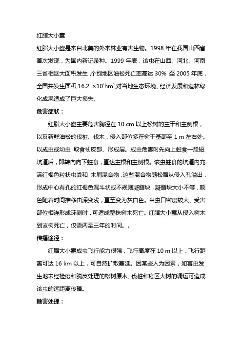 红脂大小蠹简介
