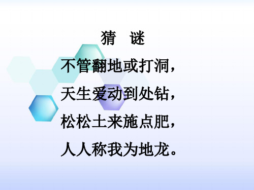 苏科版生物七下5.13.1《土壤里的小动物》课件 (共24张PPT)