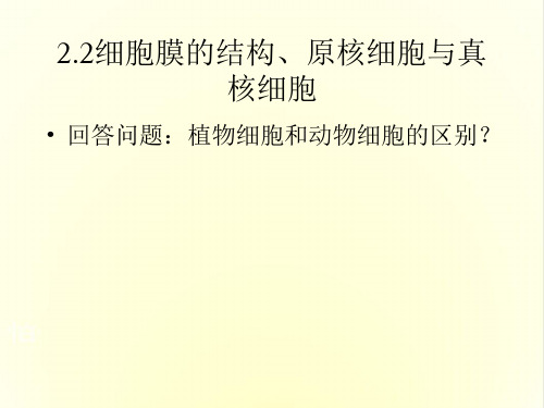 细胞膜的结构、原核细胞与真核细胞ppt 人教课标版