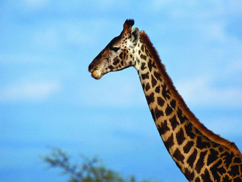 wild animals 课件1