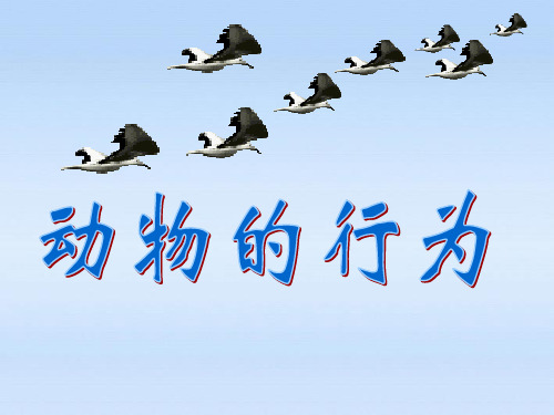 济南版七年级上册生物课件：2.2.4 动物的行为(共23页)