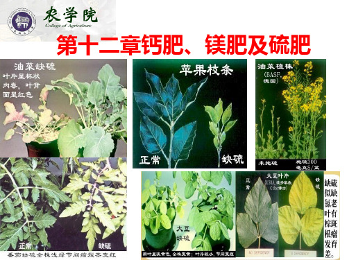 第十二章植物的钙、镁、硫营养及钙、镁、硫肥