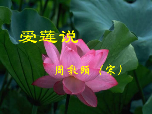 《爱莲说》优质课ppt课件
