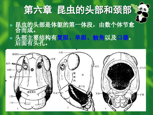 第二篇昆虫的外部形态头部