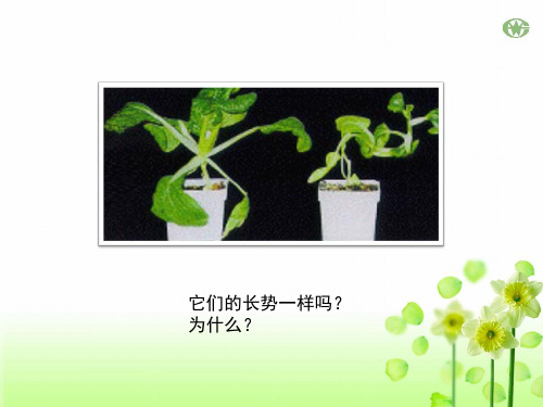苏教版科学三下《肥沃的土壤》教学课件