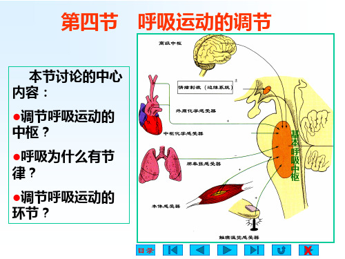 第四节呼吸运动的调节.ppt