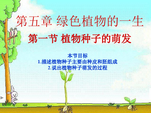 苏教版生物七上3.5.1 植物种子的萌发  课件(共22张PPT)