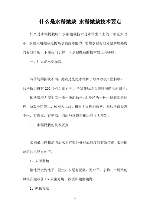 什么是水稻抛栽水稻抛栽技术要点