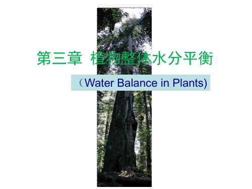 植物整体水分平衡