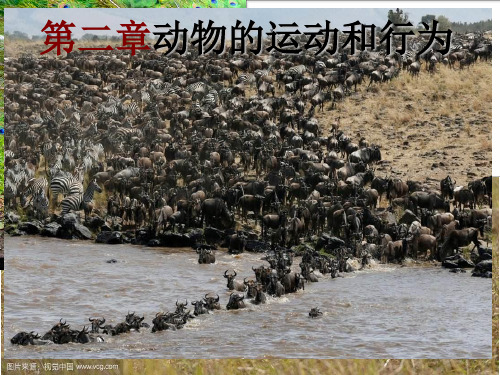 八年级上册人教版生物课件第二章第一节动物的运动PPT教学课件