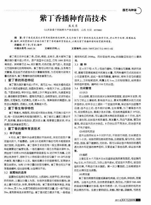 紫丁香播种育苗技术