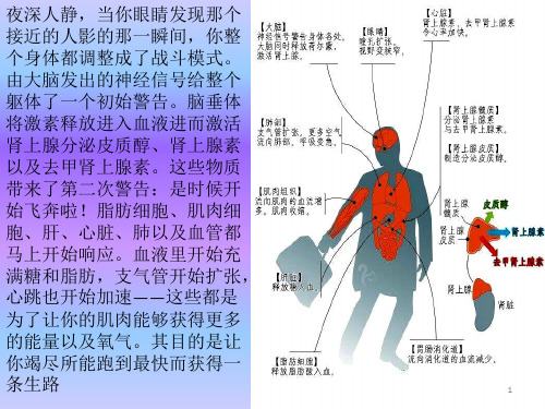 3.1 激素与内分泌系统 课件 【新教材】人教版高中生物选择性必修一(共20张PPT)
