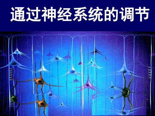 高中生物必修3《第2章生物个体的内环境与稳态第3节人体生命活动的神经调节二...》231北师大PPT课件