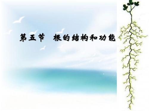 第五节根的结构和功能