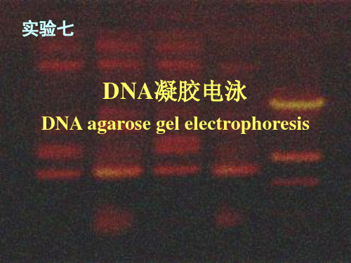 DNA电泳