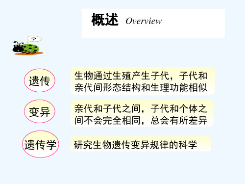 唐氏综合征 PPT.ppt