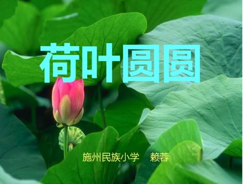 《荷叶圆圆》课件