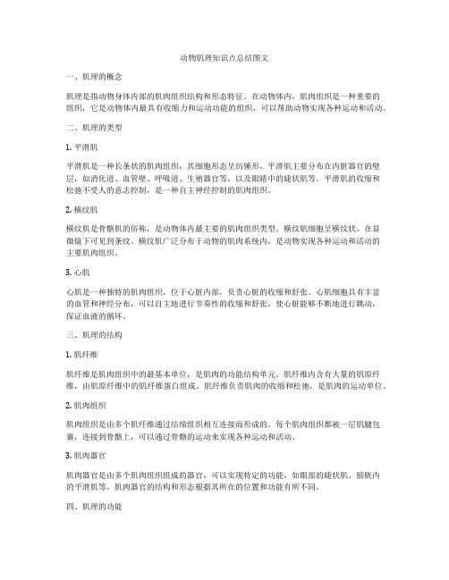 动物肌理知识点总结图文