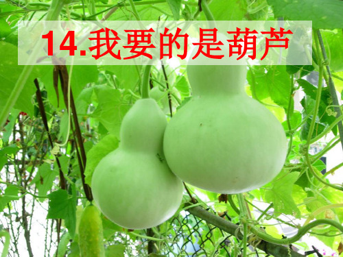 部编教材二年级上册语文《我要的是葫芦》优质PPT