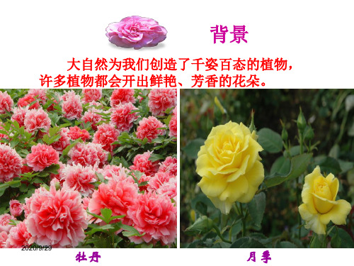 3.2月季的花药培养