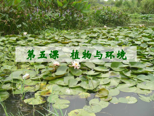 小学六年级科学-植物与环境