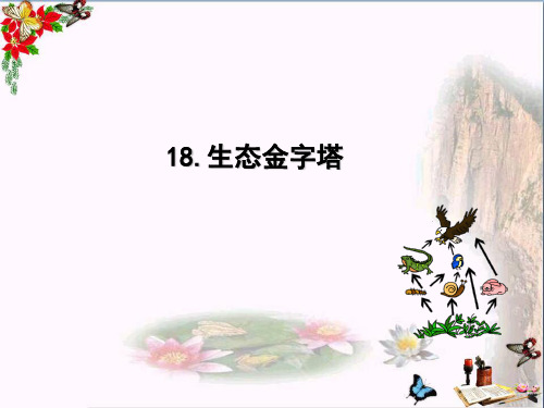 (精选)六年级语文上册生态金字塔 PPT精品课件2鄂教版