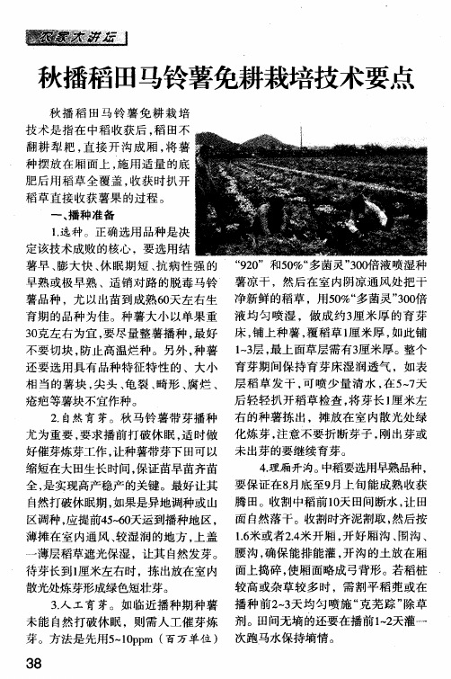 秋播稻田马铃薯免耕栽培技术要点