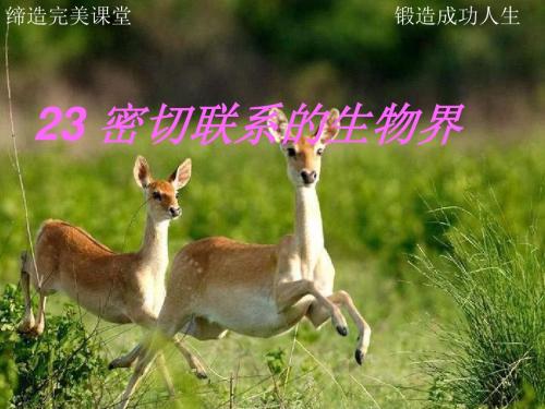 六年级科学上册密切联系的生物界ppt课件6青岛版