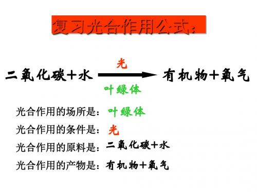植物光合作用的实质PPT课件2 苏教版