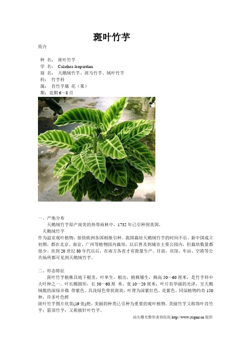 斑叶竹芋