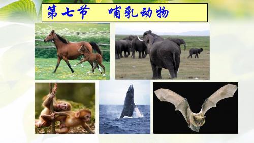 1.7 哺乳动物
