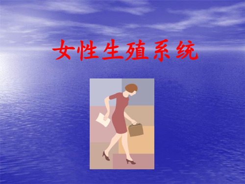 解剖学之女性生殖系统 ppt课件