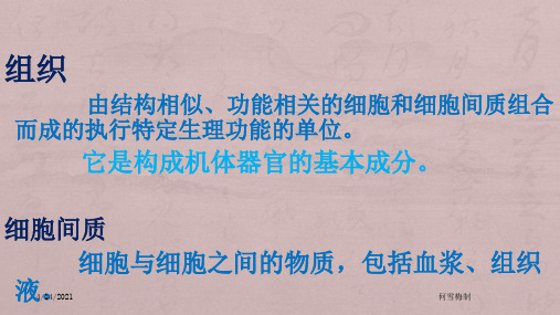 《解剖学基础》第三章基本组织