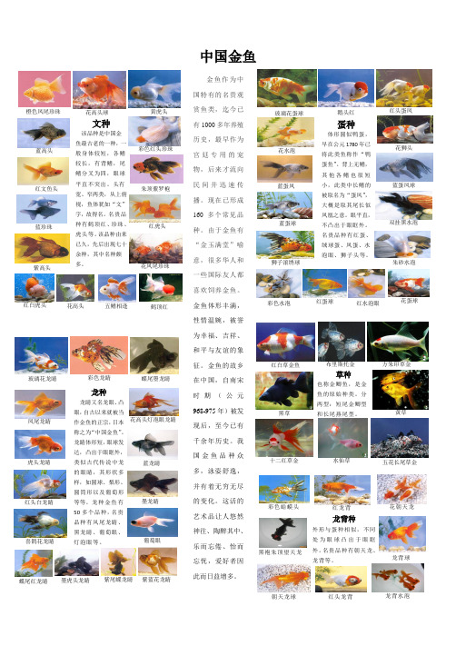 中国金鱼展板