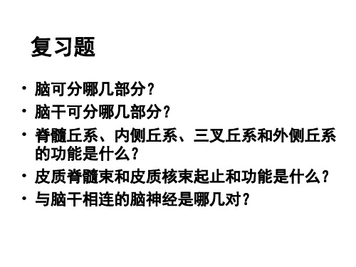 人体解剖-脑干brain stem