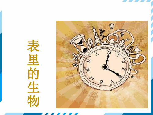 部编版《表里的生物》公开课课件1