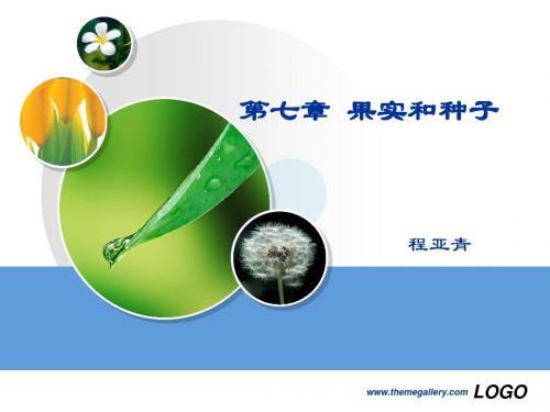 果实和种子