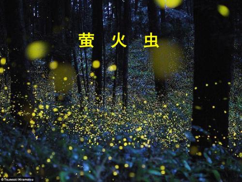 最新西师大版六年级语文下册《萤火虫》公开课精品课件