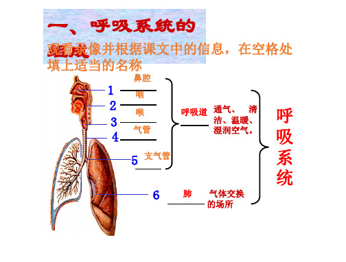 呼吸系统-消化系统-循环系统-泌尿系统总复习