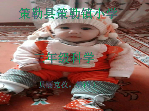 部编版三年级上册科学课件 大树和小草 教科版ppt上课用
